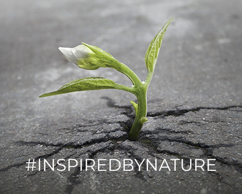 N. 29 | 5 PRINCIPI PER RIGENERARE TE STESSO, LA TUA SQUADRA E LA TUA ORGANIZZAZIONE