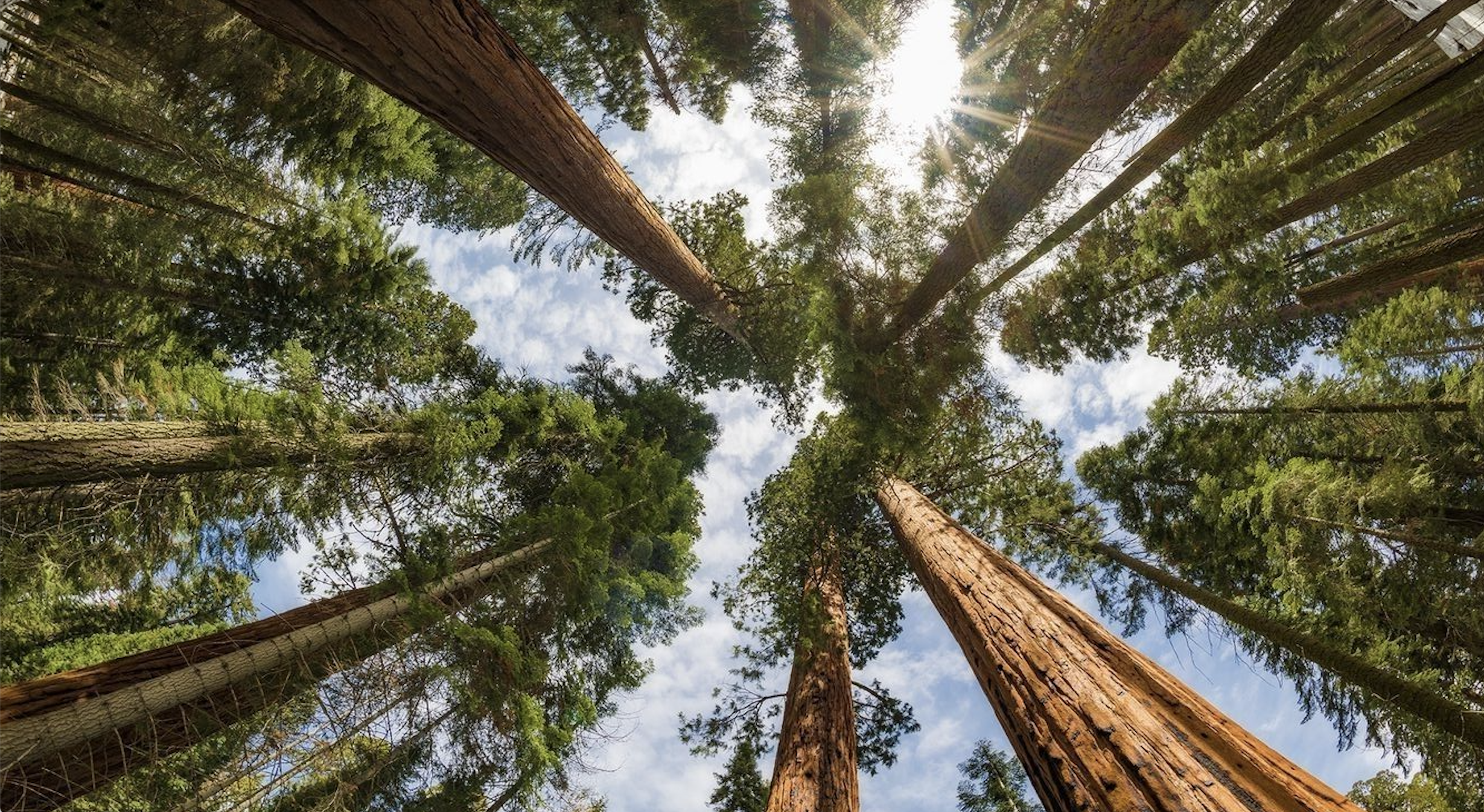 CELEBRANDO LA GIORNATA DELLA TERRA 2025: RIFLETTENDO SULLA NECESSITA' DI SALVAGUARDARE IL NOSTRO PIANETA