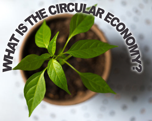 N. 1 | Was ist das und warum ist es so beliebt